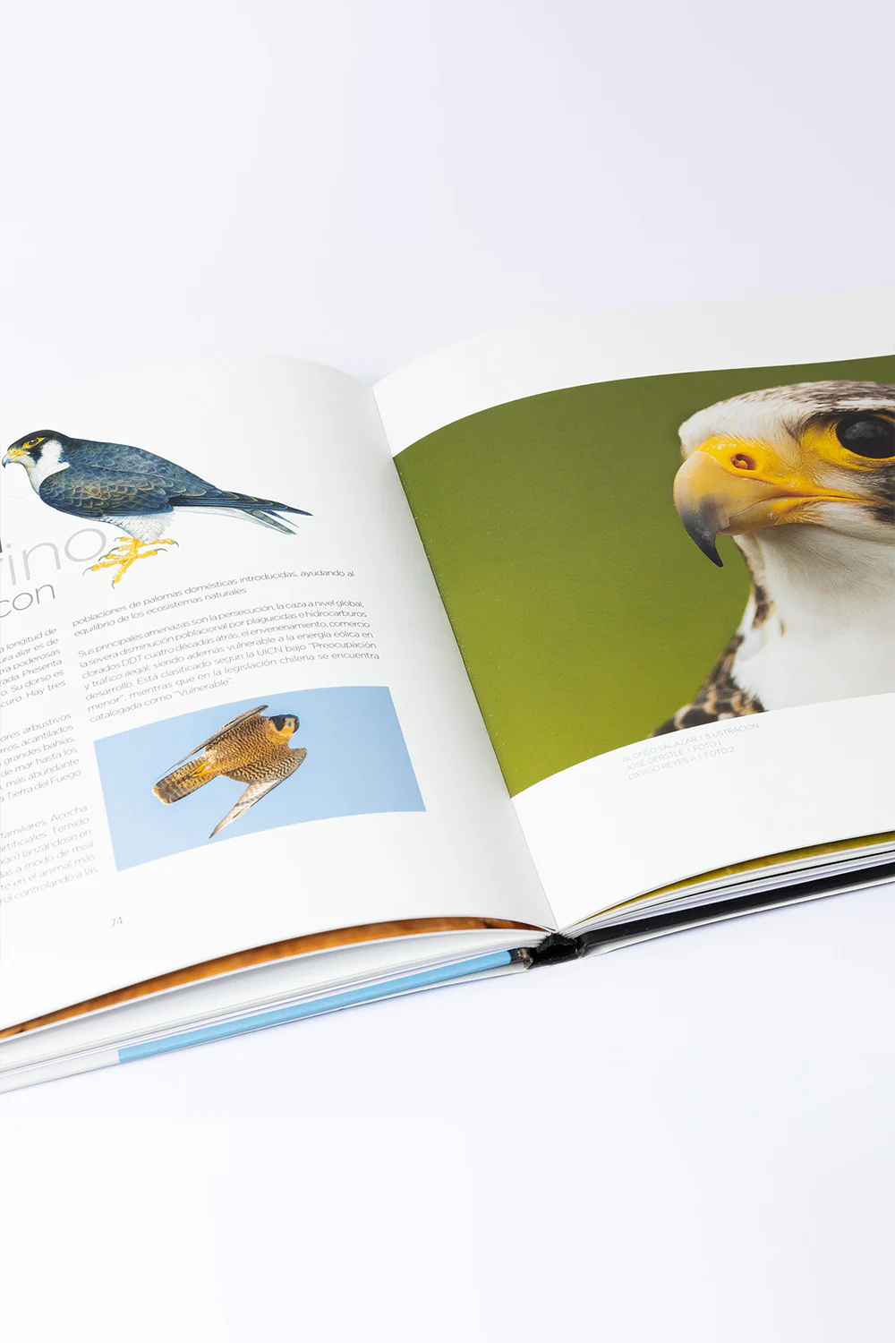 Libro "34 Especies para Conservar" (Tomo 2) - Imagen 3