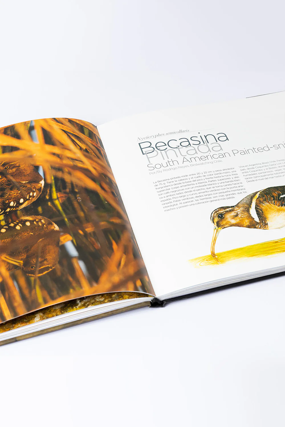 Libro "34 Especies para Conservar" (Tomo 3) - Imagen 3