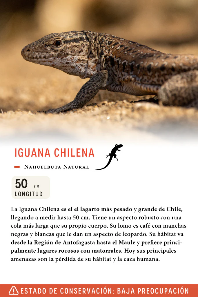 Jockey Iguana Chilena Algodón Orgánico Negro - Imagen 4