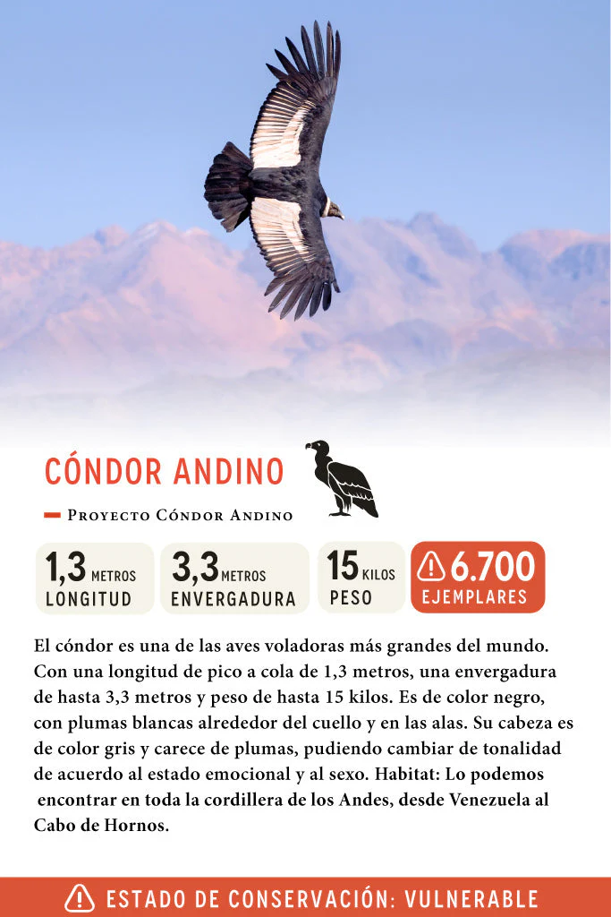 Jockey Cóndor Ripstop Algodón Orgánico Negro - Imagen 7