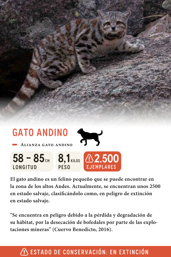 Jockey Gato Andino Algodón Orgánico Negro - Imagen 6